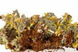 Wulfenite & Green Botryoidal Mimetite Association - Mexico #372084-1